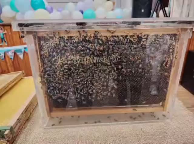 Activitatea a avut ca scop familiarizarea elevilor cu lumea albinelor și cu produsele apicole. În cadrul prezentării, copiii au aflat informații despre rolul albinelor în natură, organizarea stupului și procesul de producere a mierii. Au fost prezentate materiale și obiecte specifice apiculturii (rame cu faguri, stup, produse apicole), iar elevii au putut observa direct aceste elemente.
Activitatea a inclus și o componentă practică și senzorială: elevii au degustat diferite tipuri de miere și au analizat textura și gustul acestora. Prin dialog și explicații, copiii au fost încurajați să pună întrebări și să descopere importanța albinelor pentru mediul înconjurător și pentru alimentația sănătoasă.
Prin această activitate interactivă, elevii au învățat într-un mod atractiv și participativ despre natură, apicultură și beneficiile produselor apicole. 🐝🍯📚